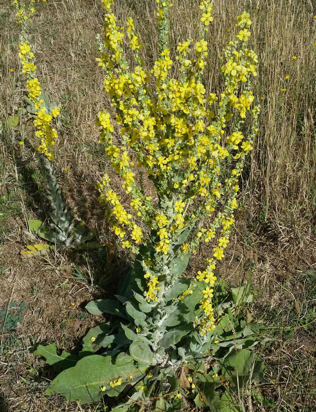 Verbascum pulverulentum (Lamiales - Scrophulariaceae)